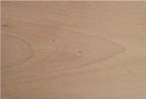 ブナ【山手欅】